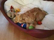 Gorgeous Ginger Kittens x 2