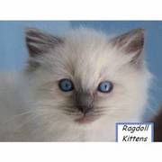 Quality Ragdoll Kittens