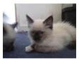 beatifull ragdoll kittens reared in family environment....