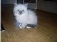 Ragdoll 1girl & 1boy Lilac point Rare. Little girl and....