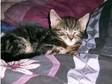 two 8 week old kittens (£70). two hand reared kittens,  8....