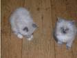 Ragdoll babies 1girl & 1 boy Lilac Point Rare. Little....