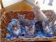 British Shorthair Kitten For Sale (£150). British....