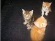 1 lovely tabby female kitten left on her own now (£70).....