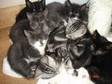 STUNNING BSH kittens,  4 silver,  4 multi,  all....