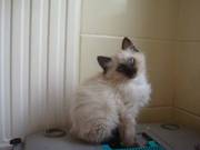 Pedigree Ragdoll Kitten - Ready Now