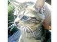 Bengal X Kitten Beautiful 12 weeks old Girl,  small size, ....