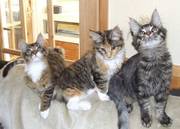 Maine Coon Kittens