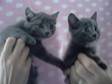 Beautiful brittish blue kittens. Beautiful British blue....