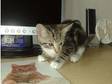 Bengal Cross Male Kitten For Sale £60. Bengal cross male....