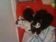 KITTENS 4 SALE. x4 kittens 4 sale 6 weeks old litter....