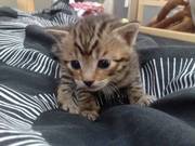 Bengal Cross Kittens TWO LEFT