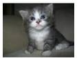 2 stunning silver cross kittens 1 boy and 1 girl left!!.....