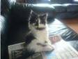 Kitten. One fluffy little Kitten now ready to go. Cute, ....