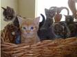 Beautiful British Shorthair X Boy Kitten For Sale....