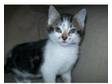 2 gorgeous boy kittens ready now. hi I have 2 boy....