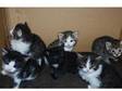 7 week kittens for sale. 7 week old kittens for sale 1....