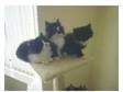 kittens. Beautiful little kittens 8wks old, mum half....