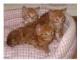 Kittens for sale,  ready to go NOW. 3 gorgeous male....