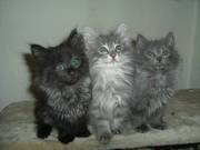 Norwegian Forest Kittens