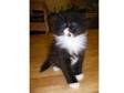 gorgeous female? black and white kitten. we have one....