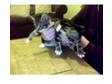 8 Week Old Tabby Kittens For Sale. 2 8 week old kittens....