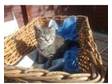 British Shorthair Kitten For Sale. 1 British Shorthair....