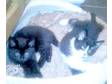 Kittens for sale 3 boys,  1 black and white,  2 all black, ....