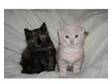 Fluffy Norwegian Forest Cross kittens. 9 Norwegian....