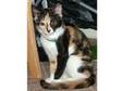 2 female kittens approx 6 months old. 2 female kittens....