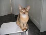 Abyssinian kitten available