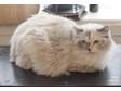 Adult Ragdoll Retired Breeding Queen