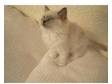 ragdoll kittens for sale,  GCCF reg.....