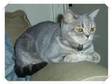 Blue Tabby BSH on active. Blue tabby BSH queen for sale....