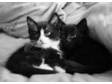 Felix Kittens,  Very Fluffy & Cute,  Full of Fun. Pure....