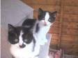 Beautiful Cheeky Kittens,  Very Playful Full Of Fun. 8....