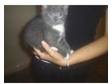 kittens. Lovely little kittens 8wks old, 1boy grey/white....