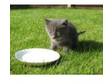 Fluffy smokey grey kitten. Beautiful fluffy grey bundle....