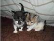 4 beautiful fluffy kittens (£120). I HAVE 4 beautiful....