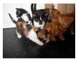 8 wk old Beautiful Kittens!. Beautiful domestic....