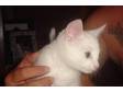 Good home needed. Two pure white male cats (neutered)....