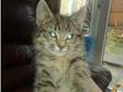 Gorgeous Bengal Cross Female Kitten. Bengal cross female....