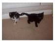 kittens for sale in brighton. 5 beautiful kittens 3 boys....