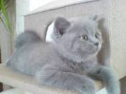 British Shorthair Kittens