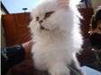 full pedigree female chinchilla persian kitten.....