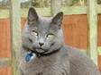 MISSING CAT,  South Croydon. Unusual blue/grey....