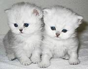 Pedigree Persians