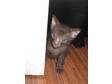 Havana Kittens For Sale. I have 3 Havana kittens for....