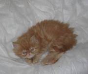 3 Gorgeous Pedigree Persian Kittens