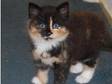 Tortoise shell kitten available now £70. Multi coloured....